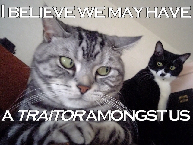 cat-traitor.jpg