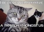 cat-traitor